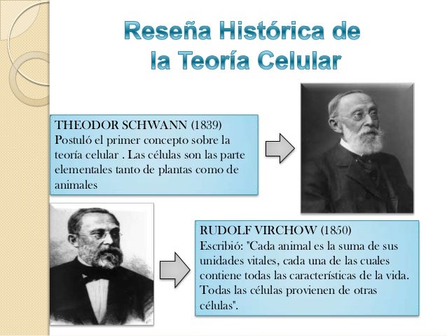 Teoria celular