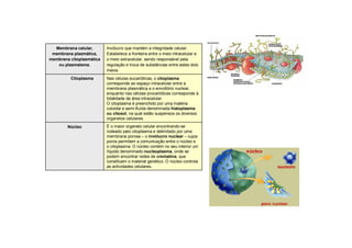 Nas células eucarióticas, o citoplasma
corresponde ao espaço intracelular entre a
membrana plasmática e o envoltório nuclear,
enquanto nas células procarióticas corresponde à
totalidade da área intracelular.
O citoplasma é preenchido por uma matéria
coloidal e semi-fluída denominada hialoplasma
ou citosol, na qual estão suspensos os diversos
organelos celulares.
Citoplasma
É o maior organelo celular encontrando-se
rodeado pelo citoplasma e delimitado por uma
membrana porosa – o invólucro nuclear – cujos
poros permitem a comunicação entre o núcleo e
o citoplasma. O núcleo contém no seu interior um
líquido denominado nucleoplasma, onde se
podem encontrar redes de cromatina, que
constituem o material genético. O núcleo controla
as actividades celulares.
Núcleo
Invólucro que mantém a integridade celular.
Estabelece a fronteira entre o meio intracelular e
o meio extracelular, sendo responsável pela
regulação e troca de substâncias entre estes dois
meios.
Membrana celular,
membrana plasmática,
membrana citoplasmática
ou plasmalema.
 