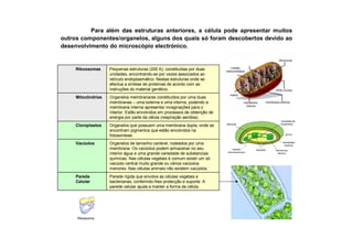 Pequenas estruturas (200 A), constituídas por duas
unidades, encontrando-se por vezes associados ao
retículo endoplasmático. Nestas estruturas onde se
efectua a síntese de proteínas de acordo com as
instruções do material genético.
Ribossomas
Parede rígida que envolve as células vegetais e
bacterianas, conferindo-lhes protecção e suporte. A
parede celular ajuda a manter a forma da célula.
Parede
Celular
Organelos de tamanho variável, rodeados por uma
membrana. Os vacúolos podem armazenar no seu
interior água e uma grande variedade de substancias
químicas. Nas células vegetais é comum existir um só
vacúolo central muito grande ou vários vacúolos
menores. Nas células animais não existem vacúolos.
Vacúolos
Organelos membranares constituídos por uma duas
membranas – uma externa e uma interna, podendo a
membrana interna apresentar invaginações para o
interior. Estão envolvidos em processos de obtenção de
energia por parte da célula (respiração aeróbia).
Mitocôndrias
Organelos que possuem uma membrana dupla, onde se
encontram pigmentos que estão envolvidos na
fotossíntese.
Cloroplastos
Para além das estruturas anteriores, a célula pode apresentar muitos
outros componentes/organelos, alguns dos quais só foram descobertos devido ao
desenvolvimento do microscópio electrónico.
Ribossoma
 