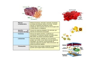 Estrutura de aspecto cilíndrico, constituída por
microtúbulos. Os centríolos intervêm na divisão celular.
Não existem nas células eucarióticas vegetais.
Centríolos
Sistema de sáculos, vesículas e canículos, envolvidos
na síntese de proteínas, lípidos e hormonas. Também
intervém no transporte de proteínas e outras
substâncias. Serve ainda de canal de comunicação entre
o núcleo celular e o citoplasma.
Retículo
endoplasmático
Conjunto de cisternas achatadas e de vesículas, que
intervém em fenómenos de secreção.
Aparelho ou
Complexo de Golgi
Rede de fibras intercruzadas, existentes no citoplasma e
que têm como função manter a forma da célula.
Citoesqueleto
Estruturas esféricas, rodeadas por uma membrana
simples, que contém no seu interior enzimas digestivas
(hidrolases), que intervém na decomposição de
moléculas e estruturas celulares. Não se encontram nas
células eucarióticas vegetais.
Lisossomas
 