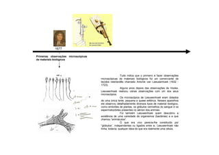 1677
Tudo indica que o primeiro a fazer observações
microscópicas de materiais biológicos foi um comerciante de
tecidos neerlandês chamado Antonie van Leeuwenhoek (1632 -
1723).
Alguns anos depois das observações de Hooke,
Leeuwenhoek realizou várias observações com um dos seus
microscópios.
Os microscópios de Leeuwenhoek eram dotados
de uma única lente, pequena e quase esférica. Nesses aparelhos
ele observou detalhadamente diversos tipos de material biológico,
como embriões de plantas, os glóbulos vermelhos do sangue e os
espermatozóides presentes no sémen dos animais.
Foi também Leeuwenhoek quem descobriu a
existência de uma variedade de organismos (bactérias) a a que
chamou “animáculos”.
O que era vivo parecia-lhe constituído por
“glóbulos”, independentes ou ligados entre si. Leeuwenhoek não
tinha, todavia, qualquer ideia do que era realmente uma célula.
Primeiras observações microscópicas
de materiais biológicos
 