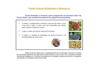 Teoria Celular (Teoria Celular (SchleidenSchleiden ee SchwannSchwann))
Foram Schleiden e Schwann quem propuseram as primeiras bases da
Teoria Celular, que actualmente assenta nos seguintes pressupostos:
1. A célula é a unidade básica estrutural e funcional de todos os seres
vivos (isto é, todos os seres vivos são constituídos por células,
onde ocorrem os processos vitais);
2. Todas as células provém de células pré-existentes;
3. A célula é a unidade de reprodução, de desenvolvimento e de
hereditariedade dos seres vivos.
Desde aí até aos nossos dias, o aperfeiçoamento dos microscópios (incluindo a invenção
da microscopia electrónica por Max Knoll e Ernest Rusha no inicio do séc. XX), a constante evolução
das técnicas citológicas e o contributo da bioquímica e da biologia molecular permitiram um progresso
considerável na concepção d estrutura da célula.
 