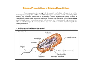 CCéélulaslulas ProcariProcarióóticasticas e Ce Céélulaslulas EucariEucarióóticasticas
• Célula Procariótica ( célula bacteriana)
Escherichia coli
Flagelo
Pili ou Fímbrias
Citoplasma
Plasmídeo
Membrana plasmática
Parede celular
Cápsula (pode não existir)
Inclusões
Ribossomas
Nucleóide
As células apresentam uma grande diversidade morfológica e funcional. As células
mais simples são designadas células procarióticas (não possuem núcleo, estando o material genético
disperso no citoplasma constituindo o nucleoíde) e estão representadas pelas bactérias e
cianobactérias (algas azuis). As células com uma estrutura mais complexa, denominadas células
eucarióticas (possuem núcleo organizado e delimitado por um invólucro), estão representadas em
todos os restantes grupos de seres vivos. Pensa-se que as células eucarióticas evoluíram a partir das
células procarióticas.
 