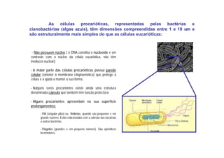 - Não possuem núcleo ( o DNA constitui o nucleoíde e em
contraste com o núcleo da célula eucariótica, não têm
invólucro nuclear);
- A maior parte das células procarióticas possui parede
celular (exterior à membrana citoplasmática) que protege a
célula e a ajuda a manter a sua forma;
- Nalguns seres procariontes existe ainda uma estrutura
denominada cápsula que também têm função protectora;
- Alguns procariontes apresentam na sua superfície
prolongamentos:
- Pili (singular pilus) ou fímbrias, quando são pequenos e em
grande número. Estão relacionados com a adesão das bactérias
a outras bactérias.
- Flagelos (grandes e em pequeno número). São apêndices
locomotores.
As células procarióticas, representadas pelas bactérias e
cianobactérias (algas azuis), têm dimensões compreendidas entre 1 e 10 µm e
são estruturalmente mais simples do que as células eucarióticas:
 