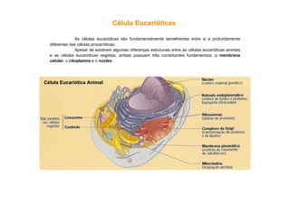 CCéélulalula EucariEucarióóticasticas
As células eucarióticas são fundamentalmente semelhantes entre si e profundamente
diferentes das células procarióticas.
Apesar de existirem algumas diferenças estruturais entre as células eucarióticas animais
e as células eucarióticas vegetais, ambas possuem três constituintes fundamentais: a membrana
celular, o citoplasma e o núcleo.
CCéélulalula EucariEucarióóticatica AnimalAnimal
 