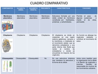 CUADRO COMPARATIVO
COMPONENTES EUCARIOTA
ANIMAL
EUCARIOTA
VEGETAL
PROCARIOTA CARACTERICTICAS FUNCIONES
Membrana
plasmática
Membrana
plasmática
Membrana
plasmática
Membrana
plasmática
Estructura formada por una
doble unidad de membrana
constituida por fosfolípidos,
proteínas y carbohidratos.
Permite el paso de
algunas sustancias e
impide el de otras,
permeable.
Citoplasma Citoplasma Citoplasma Citoplasma El citoplasma se divide en
ocasiones en una región
externa gelatinosa, cercana a
la membrana, e implicada en
el movimiento celular, que se
denomina ectoplasma; y una
parte interna más fluida que
recibe el nombre de
endoplasma y donde se
encuentran la mayoría de los
orgánulos
Su función es albergar los
orgánulos celulares y
contribuir al movimiento de
estos
Citoesqueleto Citoesqueleto Citoesqueleto No Es una estructura dinámica
que mantiene la estructura y
la forma de la célula.
Actúa como bastidor para
la organización de la célula
y la fijación de orgánulos y
enzimas. También es
responsable de muchos de
los movimientos celulares.
 