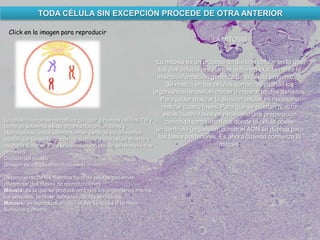 toda célula sin excepción procede de otra
anterior
TODA CÉLULA SIN EXCEPCIÓN PROCEDE DE OTRA ANTERIOR
Click en la imagen para reproducir
La célula cuando se reproduce da lugar a nuevas células. Tal y
como ya sabemos existe organismos unicelulares y
pluricelulares, estos últimos forman parte de los diferentes
tejidos que tienen la función de sustituir a una célula muerta o
ayudarla a crecer. Para la reproducción celular se necesita dos
procesos:
División del núcleo
División de citoplasma(citocinesis)
Dependiendo de los distintos tipos de células podemos
diferenciar dos clases de reproducciones:
Mitosis: es la que se produce en todos los organismos menos
los sexuales, también llamadas células somáticas.
Meiosis: se reproduce en las células sexuales o también
llamados gametos.
LA MITOSIS
La mitosis es un proceso de división celular en la que
las dos células resultantes obtienen exactamente la
misma información genética de la célula progenitora.
Se realiza en las células somáticas cuando los
organismos necesitan crecer o reparar tejidos dañados.
Para poder realizar la división celular es necesario
realizar cuatro fases. Para que se puedan realizar
estas cuatro fases es necesario una preparación
conocida como interface donde la célula posee
un centriolo (orgánulo), donde el ADN se duplica para
las fases posteriores. Es ahora cuando comienza la
mitosis:
 