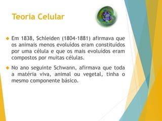 Teoria Celular
Em 1838, Schleiden (1804-1881) afirmava que
os animais menos evoluídos eram constituídos
por uma célula e que os mais evoluídos eram
compostos por muitas células.
No ano seguinte Schwann, afirmava que toda
a matéria viva, animal ou vegetal, tinha o
mesmo componente básico.