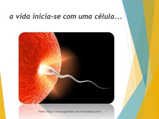 a vida inicia-se com uma célula...
Fonte: http://www.agravidez.com/fecundacao.html