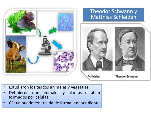 Resultado de imagen para teoria celular