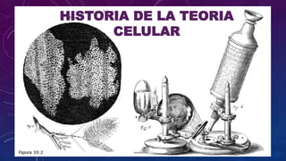 HISTORIA DE LA TEORIA
CELULAR
 