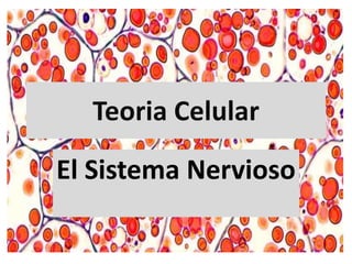 Teoria Celular
El Sistema Nervioso
 