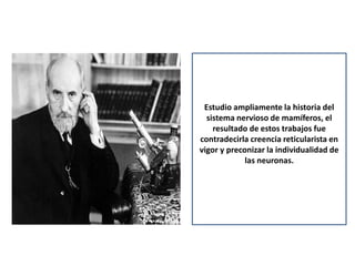 Estudio ampliamente la historia del
sistema nervioso de mamíferos, el
resultado de estos trabajos fue
contradecirla creencia reticularista en
vigor y preconizar la individualidad de
las neuronas.
 