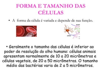 FORMA E TAMANHO DAS
CÉLULAS
• A forma da célula é variada e depende de sua função.
• Geralmente o tamanho das células é inferior ao
poder de resolução do olho humano: células animais
apresentam normalmente de 10 a 20 micrômetros e
células vegetais, de 20 a 50 micrômetros. O tamanho
médio das bactérias varia de 2 a 5 micrômetros.
 