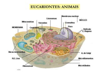 EUCARIONTES: ANIMAIS
 