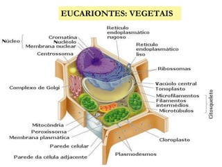 EUCARIONTES: VEGETAIS
 