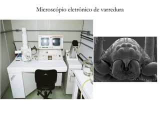 Microscópio eletrônico de varredura
 