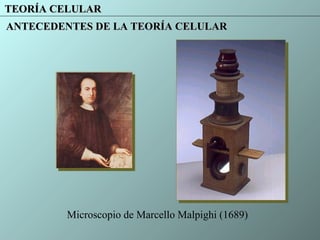 TEORÍA CELULARTEORÍA CELULAR
ANTECEDENTES DE LA TEORÍA CELULARANTECEDENTES DE LA TEORÍA CELULAR
Microscopio de Marcello Malpighi (1689)
 