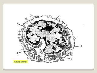 Teoria celular 2