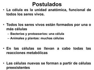 Postulados
• La célula es la unidad anatómica, funcional de
todos los seres vivos.
• Todos los seres vivos están formados por una o
más células
– Bacterias y protozoarios: una célula
– Animales y plantas: muchas células
• En las células se llevan a cabo todas las
reacciones metabólicas
• Las células nuevas se forman a partir de células
preexistentes
 
