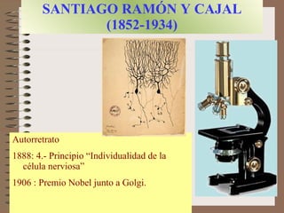 SANTIAGO RAMÓN Y CAJAL (1852-1934) Autorretrato 1888: 4.- Principio “Individualidad de la célula nerviosa” 1906 : Premio Nobel junto a Golgi. 