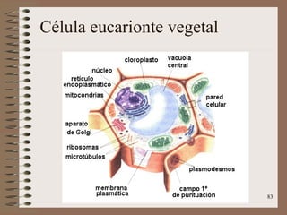 Célula eucarionte vegetal 