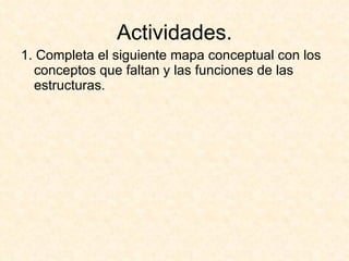 Actividades. 1. Completa el siguiente mapa conceptual con los conceptos que faltan y las funciones de las estructuras. 