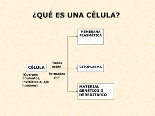 ¿QUÉ ES UNA CÉLULA?   CÉLULA MEMBRANA PLASMÁTICA CITOPLASMA MATERIAL GENÉTICO O HEREDITARIO (Cuerpos diminutos, invisibles al ojo humano) Todas están  formadas por 