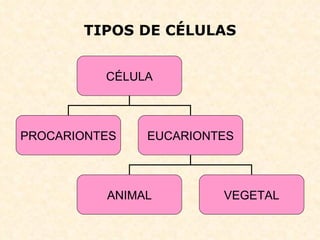 TIPOS DE CÉLULAS CÉLULA PROCARIONTES EUCARIONTES ANIMAL VEGETAL 