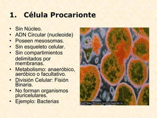 Célula Procarionte Sin Núcleo. ADN Circular (nucleoide) Poseen mesosomas. Sin esqueleto celular. Sin compartimientos delimitados por membranas. Metabolismo: anaeróbico, aeróbico o facultativo. División Celular: Fisión Binaria. No forman organismos pluricelulares. Ejemplo: Bacterias 