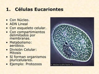 Células Eucariontes Con Núcleo. ADN Lineal  Con esqueleto celular. Con compartimientos delimitados por membranas. Metabolismo: aeróbico. División Celular: Mitosis Sí forman organismos pluricelulares. Ejemplo: Protozoos 