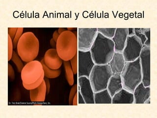 Célula Animal y Célula Vegetal 