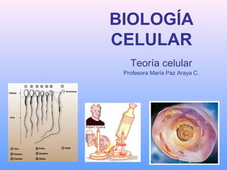 BIOLOGÍA
CELULAR
Teoría celular
Profesora María Paz Araya C.
 