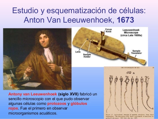 Linea De Tiempo Del Microscopio Anton Van Leeuwenhoek Y Robert Hooke Images