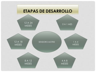 0 A 1 MES
1 A 4
MESES
4 A 8
MESES
8 A 12
MESES
12 A 18
MESES
12 A 24
MESES
SENSIORO-MOTRIZ
ETAPAS DE DESARROLLO
 