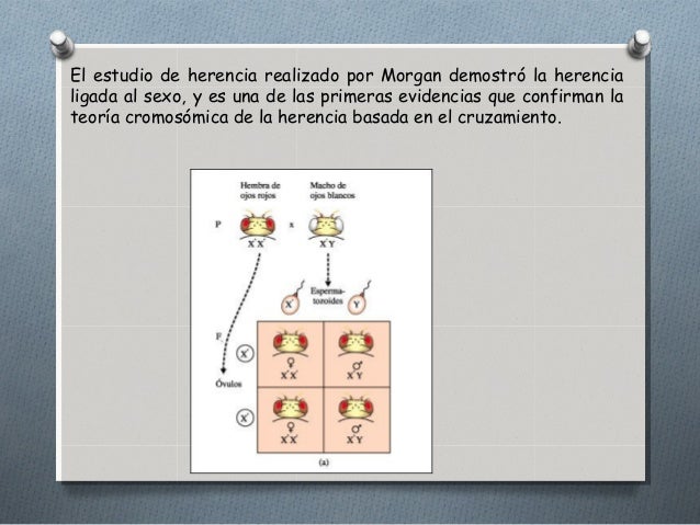 Teoria cromosomica de la herencia