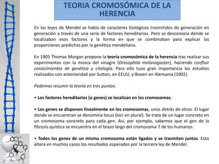 TEORIA CROMOSÓMICA DE LA 
HERENCIA 
En las leyes de Mendel se habla de caracteres biológicos trasmitidos de generación en 
generación a través de una serie de factores hereditarios. Pero se desconocía dónde se 
localizaban esos factores y la forma en que se combinaban para explicar las 
proporciones predichas por la genética mendeliana. 
En 1905 Thomas Morgan propone la teoría cromosómica de la herencia tras realizar sus 
experimentos con la mosca del vinagre (Drosophila melanogaster), haciendo confluir 
conocimientos de genética y citología. Para ello tuvo gran importancia los estudios 
realizados con anterioridad por Sutton, en EEUU, y Boveri en Alemania (1902). 
Podemos resumir la teoría en tres puntos: 
• Los factores hereditarios (o genes) se localizan en los cromosomas. 
• Los genes se disponen linealmente en los cromosomas, unos detrás de otros. El lugar 
donde se encuentran se denomina locus (loci en plural). Se trata de un lugar concreto en 
un cromosoma concreto para cada gen. Así, por ejemplo, sabemos que el gen de la 
fibrosis quística se encuentra en el brazo largo del cromosoma 7 de los humanos. 
• Todos los genes de un mismo cromosoma están ligados y se trasmiten juntos. Esto 
altera en muchos casos los resultados esperados por la tercera ley de Mendel. 
 