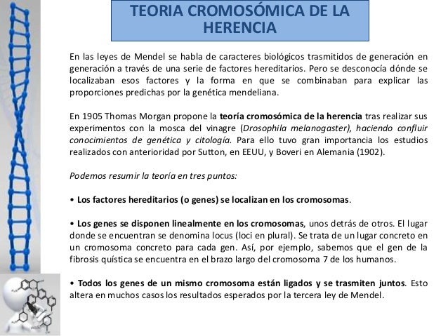 Teoriacromosomicadelaherencia 131118004411phpapp01