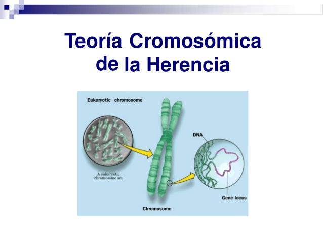 Teoría Cromosómica De La Herencia Pdf