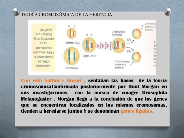 Teoria cromosomica de la herencia (noveno)
