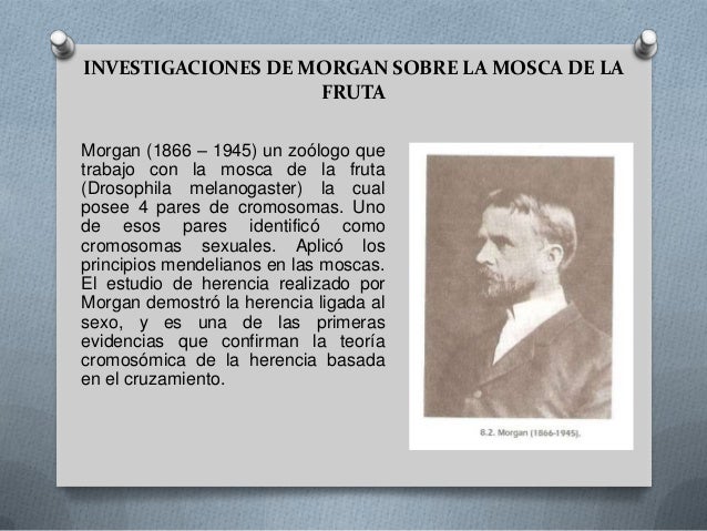 Teoria cromosomica de la herencia (noveno)