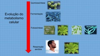 Quimiossíntese
Fermentação
Fotossíntese
Respiração
aeróbia
Evolução do
metabolismo
celular
 