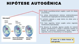 HIPÓTESE AUTOGÊNICA
 As células eucarióticas teriam surgido a partir de células
procarióticas;
 As células desenvolveram sistemas endomembranares
resultantes de invaginações da membrana plasmática;
 A primeira organela a surgir dentro da célula seria o
invólucro nuclear;
 Em fases seguintes, teriam surgido outras organelas
membranares especializadas.
 No decurso da evolução, algumas porções do material
genético abandonaram o núcleo e evoluíram sozinhas no
interior de estruturas membranares, dando origem a
organelas, como as mitocôndrias e os cloroplastos;
É como se a célula tivesse se
auto gerado.
 