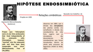 HIPÓTESE ENDOSSIMBIÓTICA
Andreas Schimper (botânico)
Relações simbióticas
Propõe em 1905
Konstantin Mereschkowsky
(botânico) observou em 1883, que a
divisão dos cloroplastos
das plantas verdes era
semelhante à divisão das
cianobactérias de vida
livre, sugeriu que os
cloroplastos são
descendentes de
cianobactérias que foram
introduzidos dentro da
célula pelo processo de
fagocitose (Heldt & Heldt,
2005)
Baseado nos trabalhos de
Propos que: “chloroplasts
were at one time prokaryotes
that lived independently of
the eukaryotic cells.
Chloroplasts however
“married” into the eukaryotic
cells and they have been
inseparable ever since”
(Mereschowsky Tree of
Life,2001).
 