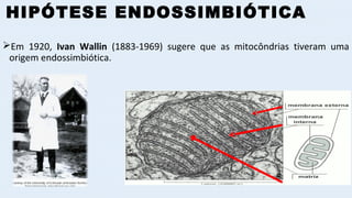 HIPÓTESE ENDOSSIMBIÓTICA
Em 1920, Ivan Wallin (1883-1969) sugere que as mitocôndrias tiveram uma
origem endossimbiótica.
 