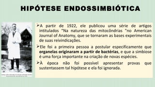 HIPÓTESE ENDOSSIMBIÓTICA
A partir de 1922, ele publicou uma série de artigos
intitulados “Na natureza das mitocôndrias "no American
Journal of Anatomy, que se tornaram as bases experimentais
de suas reivindicações.
Ele foi a primeira pessoa a postular especificamente que
organelas originaram a partir de bactérias, e que a simbiose
é uma força importante na criação de novas espécies.
À época não foi possível apresentar provas que
sustentassem tal hipótese e ela foi ignorada.
 