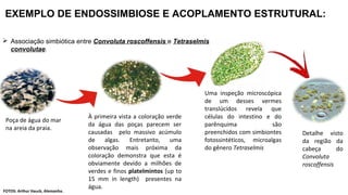 EXEMPLO DE ENDOSSIMBIOSE E ACOPLAMENTO ESTRUTURAL:
FOTOS: Arthur Hauck, Alemanha.
 Associação simbiótica entre Convoluta roscoffensis e Tetraselmis
convolutae.
Poça de água do mar
na areia da praia.
À primeira vista a coloração verde
da água das poças parecem ser
causadas pelo massivo acúmulo
de algas. Entretanto, uma
observação mais próxima da
coloração demonstra que esta é
obviamente devido a milhões de
verdes e finos platelmintos (up to
15 mm in length) presentes na
água.
Uma inspeção microscópica
de um desses vermes
translúcidos revela que
células do intestino e do
parênquima são
preenchidos com simbiontes
fotossintéticos, microalgas
do gênero Tetraselmis
Detalhe visto
da região da
cabeça do
Convoluta
roscoffensis
 