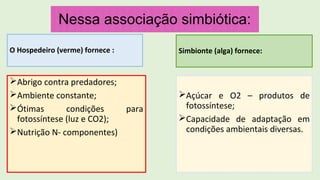 Nessa associação simbiótica:
O Hospedeiro (verme) fornece :
Abrigo contra predadores;
Ambiente constante;
Ótimas condições para
fotossíntese (luz e CO2);
Nutrição N- componentes)
Simbionte (alga) fornece:
Açúcar e O2 – produtos de
fotossíntese;
Capacidade de adaptação em
condições ambientais diversas.
 