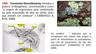 1909 - Constantin Merezhkowsky introduz a
palavra simbiogênese, conceituando-a como
“a origem de organismos pela combinação
ou pela associação de dois ou vários seres
que entram em simbiose” ( CARRAPIÇO &
RITA, 2009).
Ele também “ defendeu que os
cloroplastos não tinham tido origem a
partir de mitocôndrias ou protoplasma,
mas sim de procariontes do tipo das
cianobactérias” (CARRAPIÇO & RITA,
2009).
 