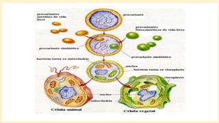 As células eucariontes que compõem todos os organismos pluricelulares,
parecem ser resultado da fusão de diversos organismos, algumas dessas fusões
ocorreram entre 1500 - 700 milhões de anos, quando um grande procarionte ou
quem sabe um primitivo eucarionte fagocitou um pequeno procarionte. O
organismo grande e o pequeno entraram em uma simbiose na qual ambos se
beneficiaram. (PAULO, p. 36, 2012)
Teoria da Endossimbiose Sequencial (TES)
 